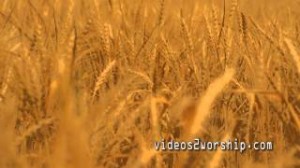 Read more about the article Gold Wheat: Autumn Motion Loop