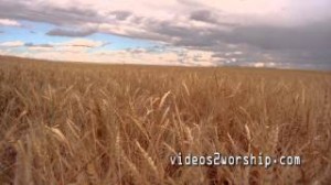 Read more about the article Wheat Field Before Harvest