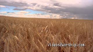 Read more about the article Wheat Field Before Harvest