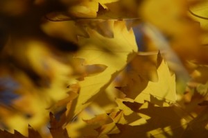 Read more about the article Stock Photography: Autumn Golden Leaf