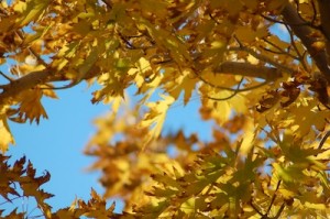 Read more about the article Autumn Golden Leaves Still Slide