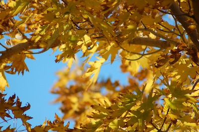 Golden Leaves