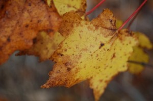 Read more about the article Stock Photography: Grunge Leaf