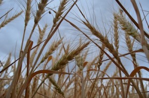 Read more about the article Autumn Slide: Heads Of Wheat