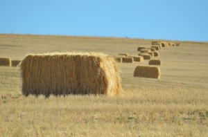 Bales Of Hay