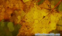 Read more about the article Grunge Autumn Leaf Motion