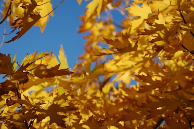 Golden Autumn