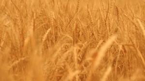 Read more about the article Golden Wheat Field Background Slide