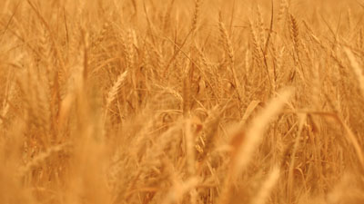 Wheat Field