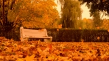 Autumn Motion: Bench In The Park