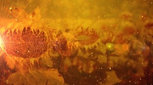 Read more about the article Sunflower At Harvest: Still Worship Background