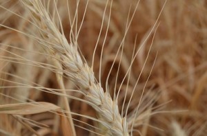 Read more about the article Wheat Head: Autumn Background