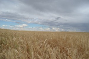 Read more about the article Wheat Field: Autumn Worship Slide