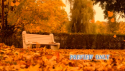 Read more about the article Autumn Motion: Bench In The Park