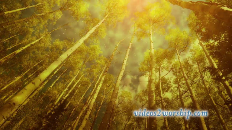 Read more about the article Autumn Aspen Trees And Dust Loop