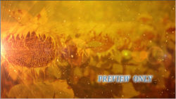 Read more about the article Sunflower Motion Worship Video