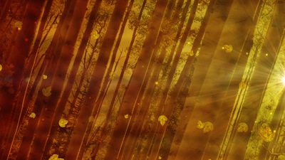 Read more about the article Aspen Forest Still Background