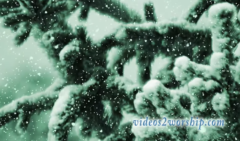 Read more about the article Winter Motion: Evergreen And Snow