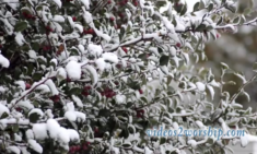 Read more about the article First Snow Motion Worship Loop