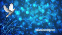 Read more about the article Christmas Dove Motion Background