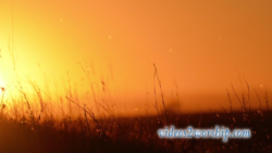 Read more about the article Sunset And Grass Worship Motion