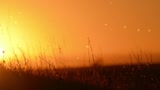 Sunset And Grass Worship Motion Background