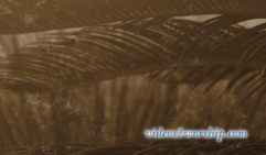 Read more about the article Old Looking Palm Leaf Background