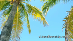 Read more about the article Palm Sunday Motion Background Loop