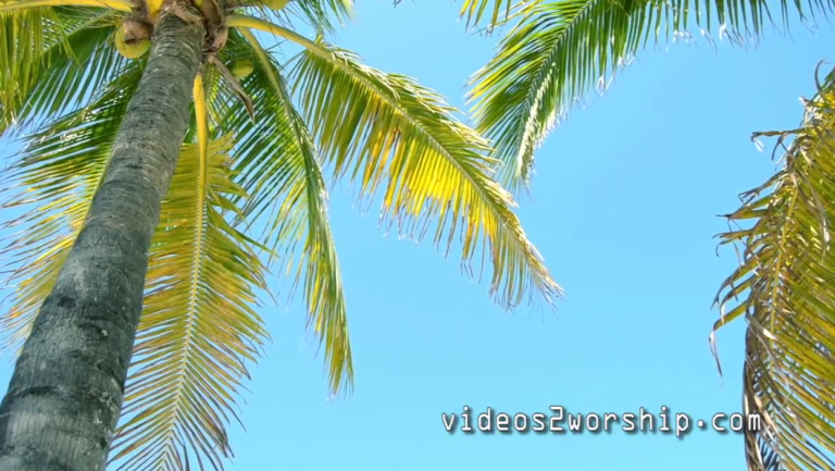 Read more about the article Palm Sunday Motion Background Loop