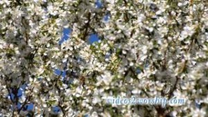 Read more about the article Tree Flowers During Spring Time