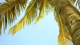 Palm Tree Worship Motion Background