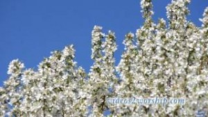 Read more about the article Beautiful Spring Flowers Worship Motion