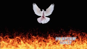 Read more about the article White Dove And Fire Pentecost Motion