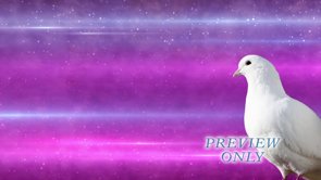 Read more about the article White Dove Moving Worship Background