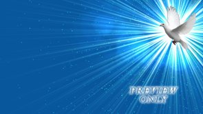 White Dove On Blue Backdrop Motion