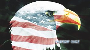 Read more about the article Bald Eagle Independence Day Motion