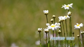 Read more about the article Summer Flowers Worship Motion Video Loop