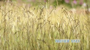 Read more about the article Tall Grass Worship Motion Background Loop