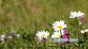 Read more about the article Garden Flowers: Nature Motion Worship