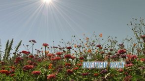 Garden Flowers Worship Motion Background