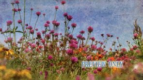Fall Garden Flowers Worship Background