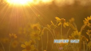 Fall Worship Motion: Flowers At Sunset