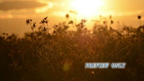 Read more about the article Amazing Sunset Worship Background Loop