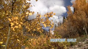 Read more about the article Gold Aspen Leaves And Clouds Worship