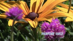 Read more about the article Autumn Flowers Worship Background Loop