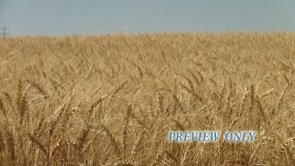 Read more about the article Wheat Field Thanksgiving Motion Worship