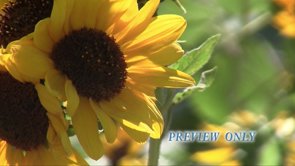 Read more about the article Sunflower Nature Motion Worship  Video