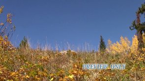 Free Autumn Motion Background Video