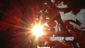 Read more about the article Fall Red Leaves And Sun Worship Background