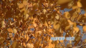 Read more about the article Gold Autumn Leaves Background